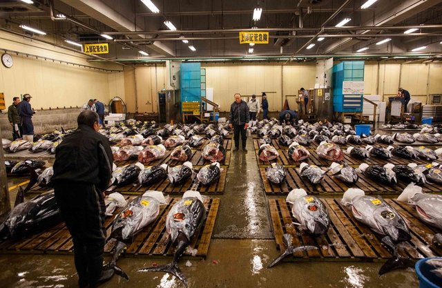 Tsukiji's+last+workers+by+Rob+Bain+&+Far+Features+|+Far+Features+media+production+company+|+Japan+|+largest+fish+market+|+photo+essay10.jpg